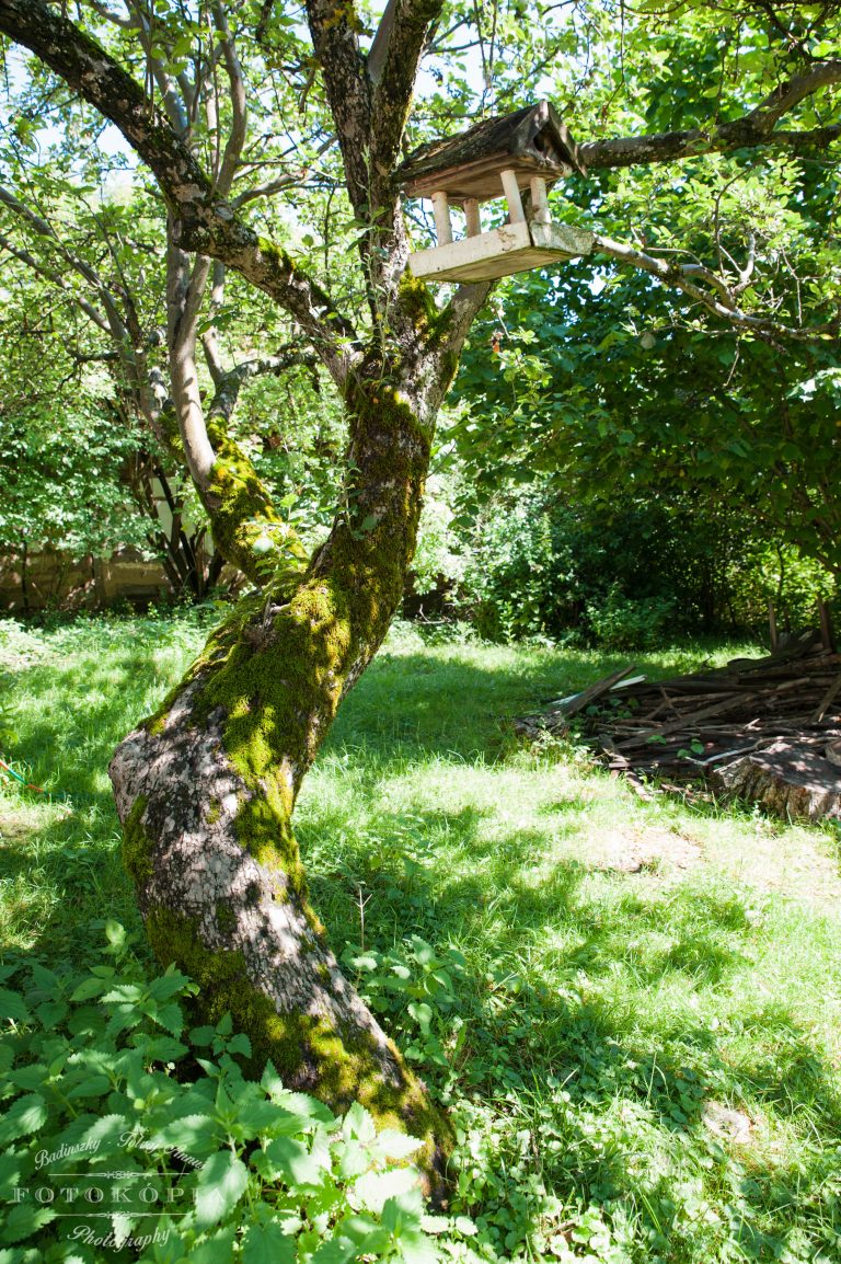 DSC_6383